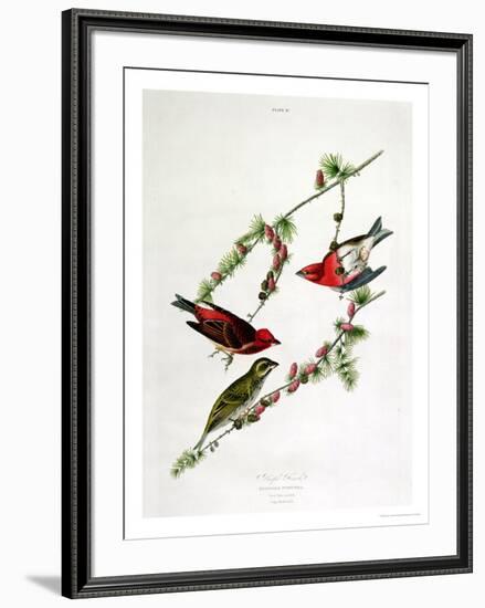 Purple Finch, from "Birds of America"-John James Audubon-Framed Giclee Print