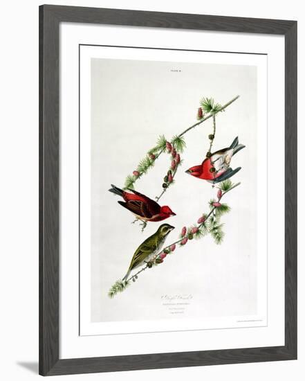 Purple Finch, from "Birds of America"-John James Audubon-Framed Giclee Print