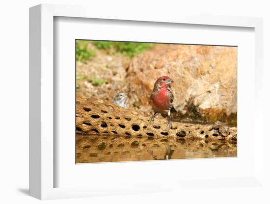 Purple Finch (Haemorhous Purpureus). Male-Richard Wright-Framed Photographic Print