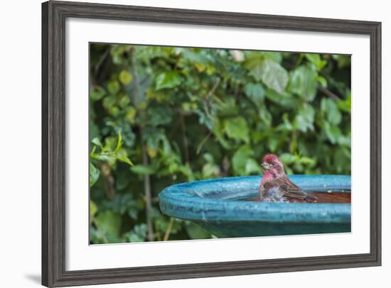 Purple Finch in a Backyard Pose Perched at the Edge of the Bird Bath-Michael Qualls-Framed Photographic Print