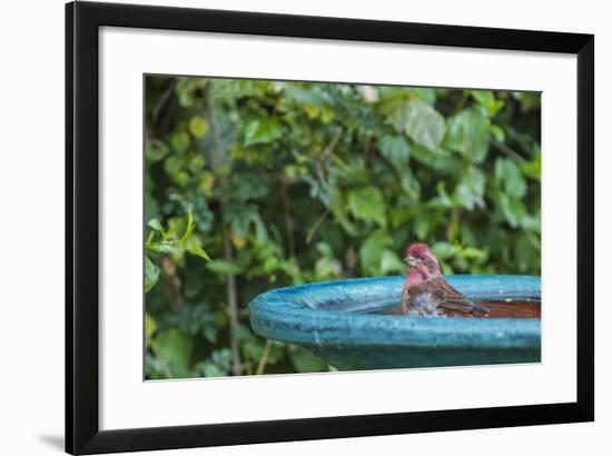 Purple Finch in a Backyard Pose Perched at the Edge of the Bird Bath-Michael Qualls-Framed Photographic Print