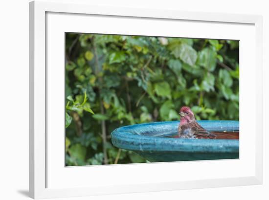 Purple Finch in a Backyard Pose Perched at the Edge of the Bird Bath-Michael Qualls-Framed Photographic Print