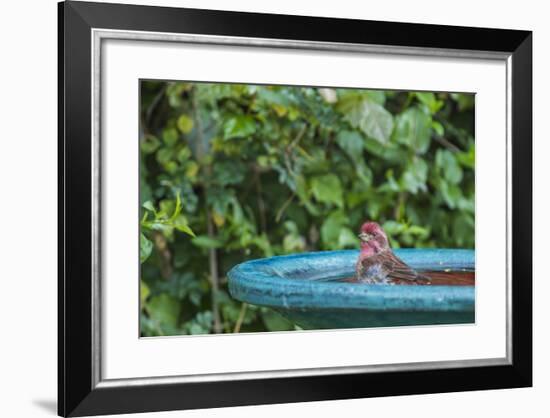 Purple Finch in a Backyard Pose Perched at the Edge of the Bird Bath-Michael Qualls-Framed Photographic Print