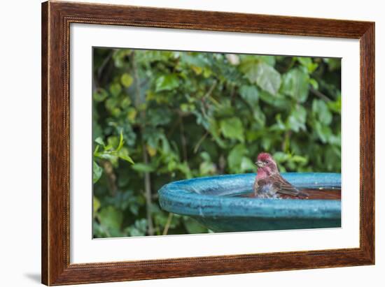 Purple Finch in a Backyard Pose Perched at the Edge of the Bird Bath-Michael Qualls-Framed Photographic Print