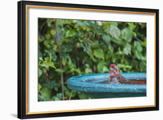 Purple Finch in a Backyard Pose Perched at the Edge of the Bird Bath-Michael Qualls-Framed Photographic Print