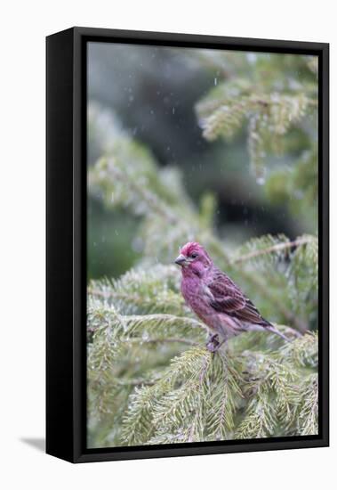 Purple finch male in fir tree in winter, Marion County, Illinois.-Richard & Susan Day-Framed Premier Image Canvas