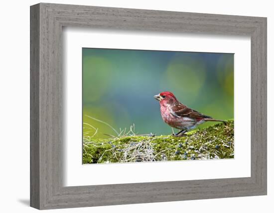 Purple Finch. Male-Richard Wright-Framed Photographic Print