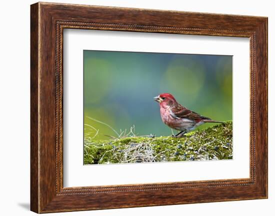 Purple Finch. Male-Richard Wright-Framed Photographic Print