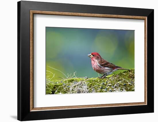 Purple Finch. Male-Richard Wright-Framed Photographic Print