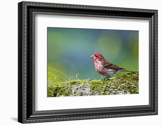 Purple Finch. Male-Richard Wright-Framed Photographic Print