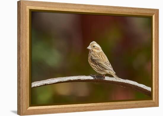 Purple Finch-Gary Carter-Framed Premier Image Canvas