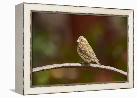 Purple Finch-Gary Carter-Framed Premier Image Canvas