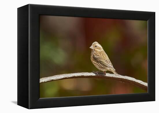 Purple Finch-Gary Carter-Framed Premier Image Canvas