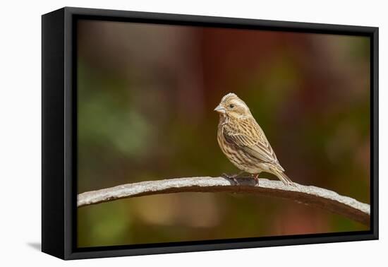 Purple Finch-Gary Carter-Framed Premier Image Canvas