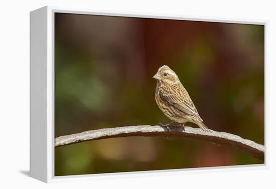 Purple Finch-Gary Carter-Framed Premier Image Canvas