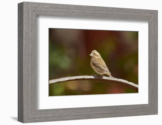 Purple Finch-Gary Carter-Framed Photographic Print