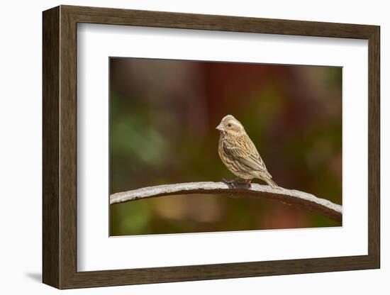 Purple Finch-Gary Carter-Framed Photographic Print