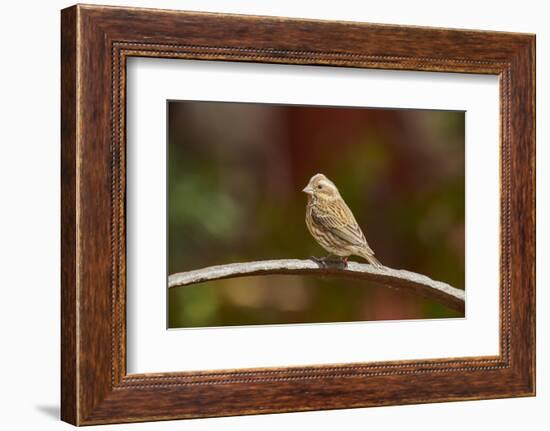 Purple Finch-Gary Carter-Framed Photographic Print