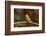 Purple Finch-Gary Carter-Framed Photographic Print