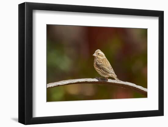 Purple Finch-Gary Carter-Framed Photographic Print