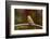 Purple Finch-Gary Carter-Framed Photographic Print