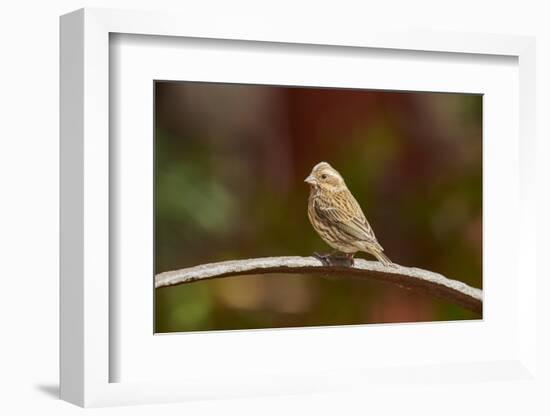 Purple Finch-Gary Carter-Framed Photographic Print