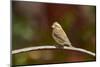 Purple Finch-Gary Carter-Mounted Photographic Print