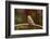 Purple Finch-Gary Carter-Framed Photographic Print