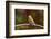 Purple Finch-Gary Carter-Framed Photographic Print