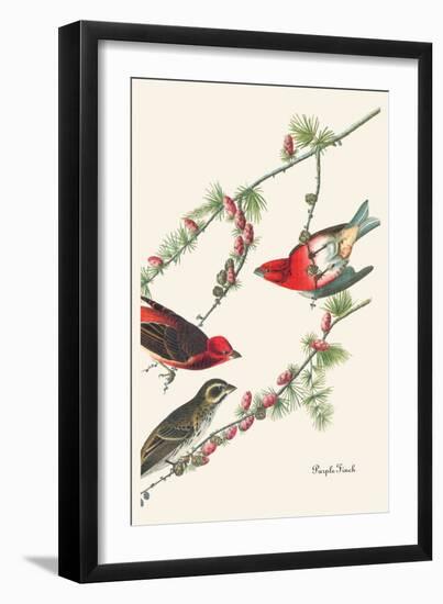 Purple Finch-John James Audubon-Framed Art Print