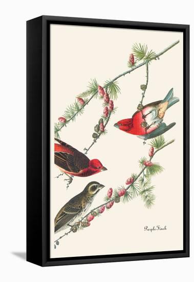 Purple Finch-John James Audubon-Framed Stretched Canvas