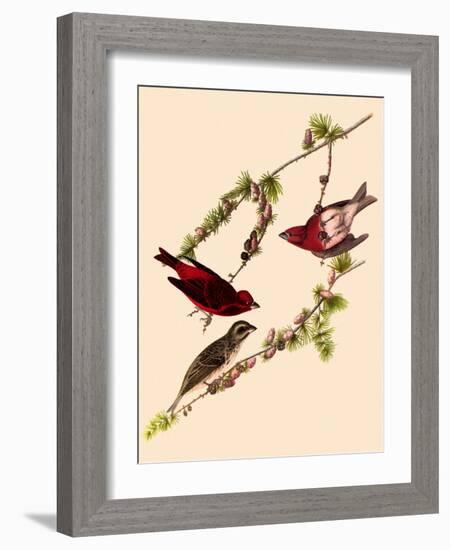 Purple Finches-John James Audubon-Framed Giclee Print