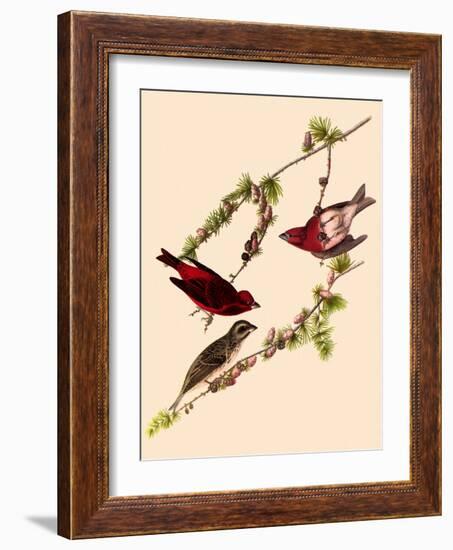 Purple Finches-John James Audubon-Framed Giclee Print