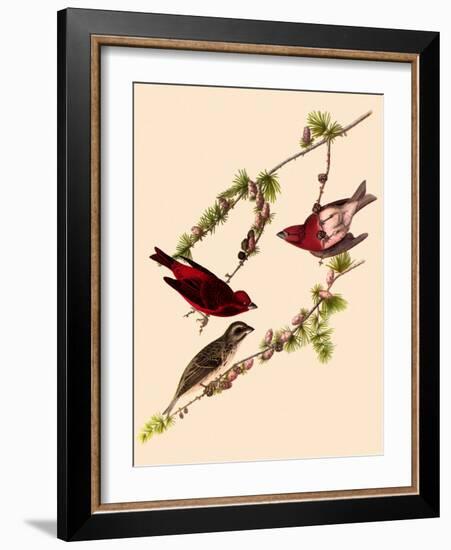 Purple Finches-John James Audubon-Framed Giclee Print