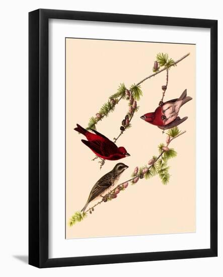 Purple Finches-John James Audubon-Framed Giclee Print