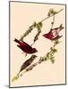 Purple Finches-John James Audubon-Mounted Giclee Print