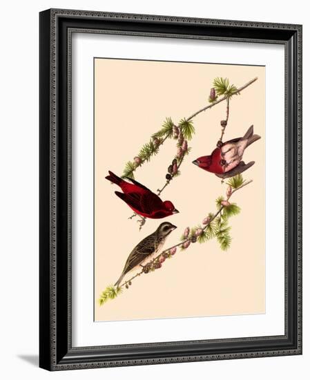 Purple Finches-John James Audubon-Framed Giclee Print