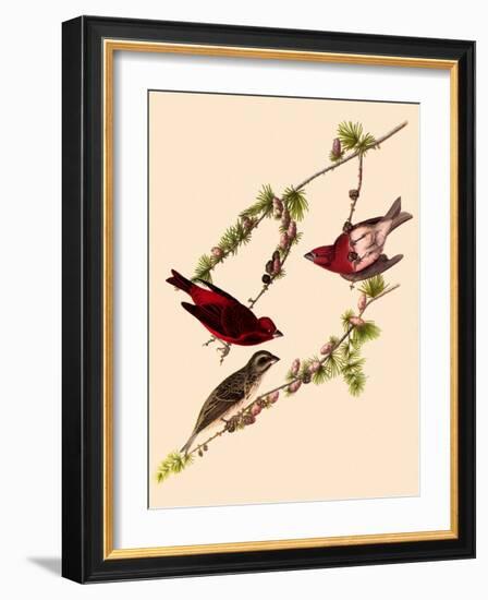 Purple Finches-John James Audubon-Framed Giclee Print