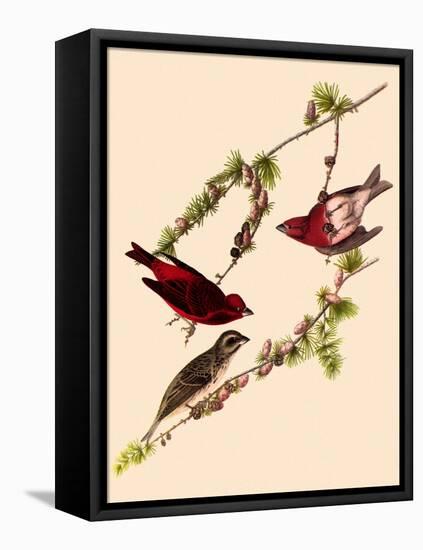 Purple Finches-John James Audubon-Framed Premier Image Canvas