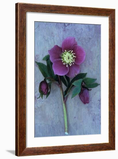 Purple Flower And Two Flowerbuds of Lenten Rose-Den Reader-Framed Photographic Print