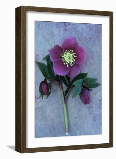 Purple Flower And Two Flowerbuds of Lenten Rose-Den Reader-Framed Photographic Print