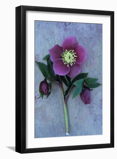 Purple Flower And Two Flowerbuds of Lenten Rose-Den Reader-Framed Photographic Print
