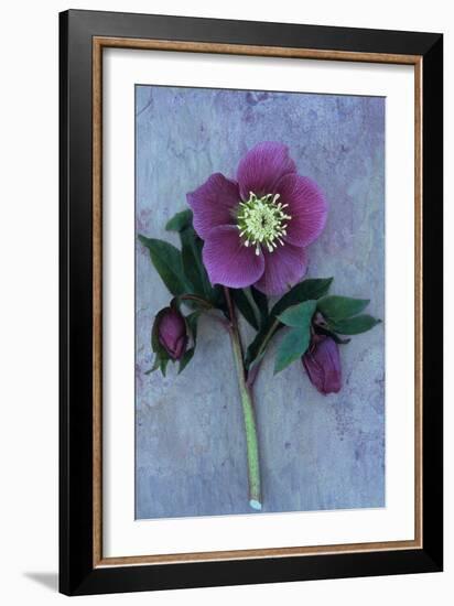 Purple Flower And Two Flowerbuds of Lenten Rose-Den Reader-Framed Photographic Print