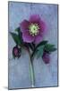 Purple Flower And Two Flowerbuds of Lenten Rose-Den Reader-Mounted Photographic Print