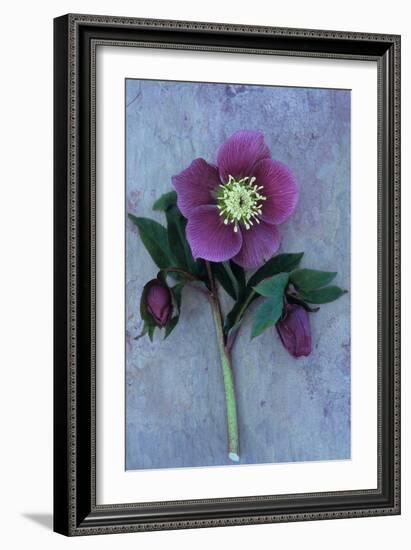 Purple Flower And Two Flowerbuds of Lenten Rose-Den Reader-Framed Photographic Print