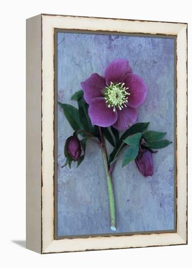 Purple Flower And Two Flowerbuds of Lenten Rose-Den Reader-Framed Premier Image Canvas