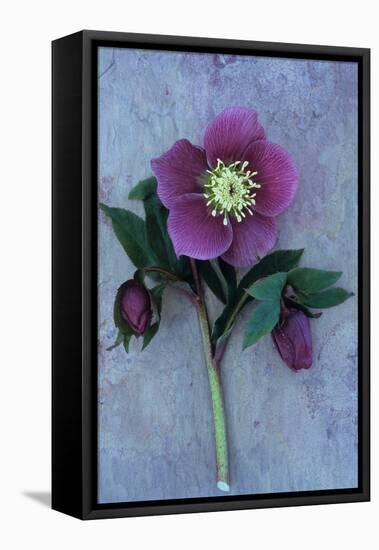 Purple Flower And Two Flowerbuds of Lenten Rose-Den Reader-Framed Premier Image Canvas