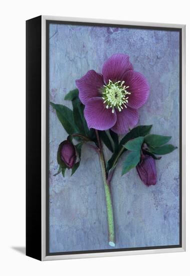 Purple Flower And Two Flowerbuds of Lenten Rose-Den Reader-Framed Premier Image Canvas