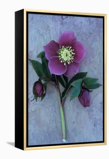 Purple Flower And Two Flowerbuds of Lenten Rose-Den Reader-Framed Premier Image Canvas