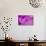 Purple Flower Study-István Nagy-Photographic Print displayed on a wall